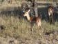Krügerpark – Impala. Auch Mac Donald für Löwen genannt, wegen des M auf dem Hinterteil und weil es ja Leckerbissen für Löwen ist